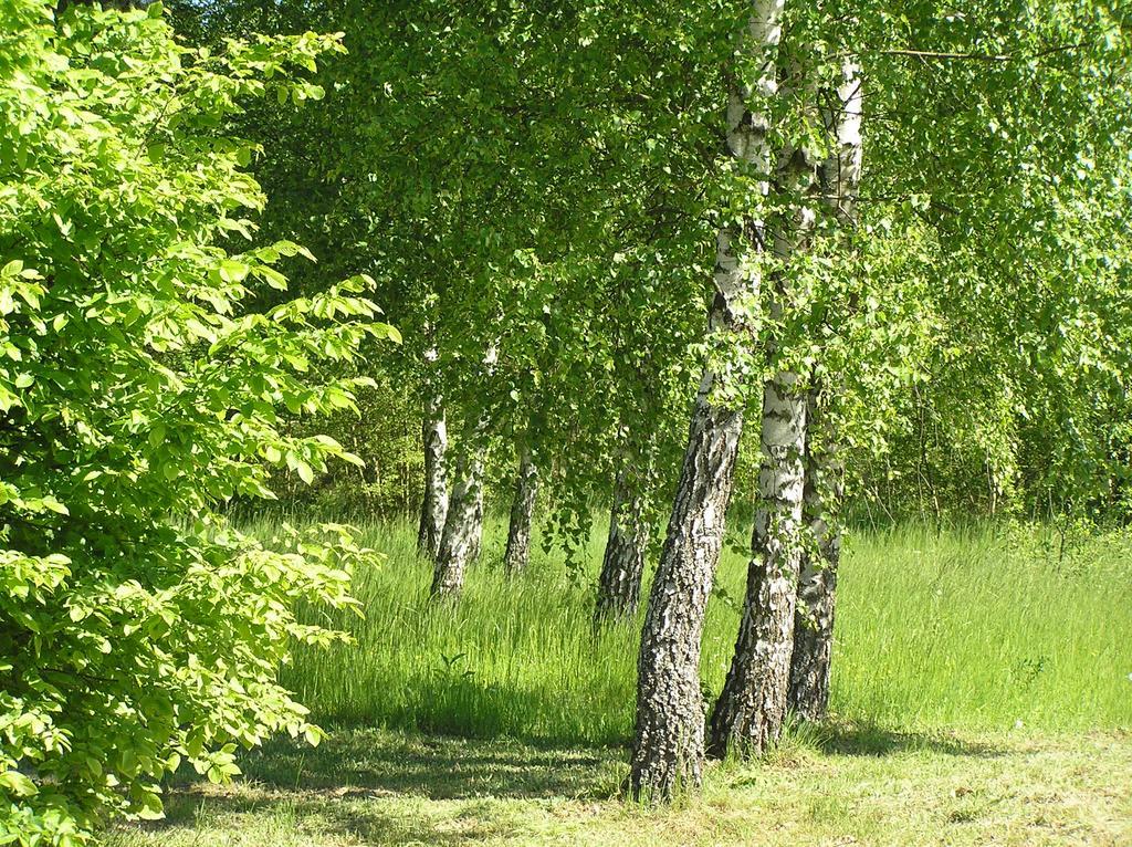Apartmán Wymoj Park Stawiguda Exteriér fotografie